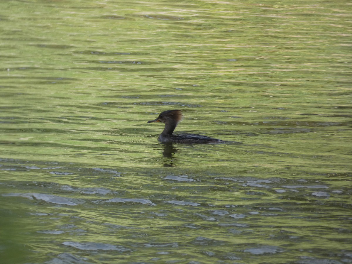 Hooded Merganser - ML582354371