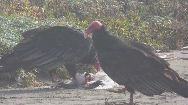 Urubu à tête rouge - ML582354931