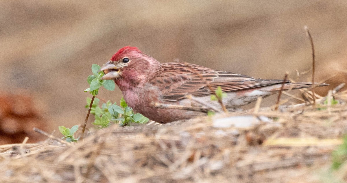 Cassin's Finch - ML582355941