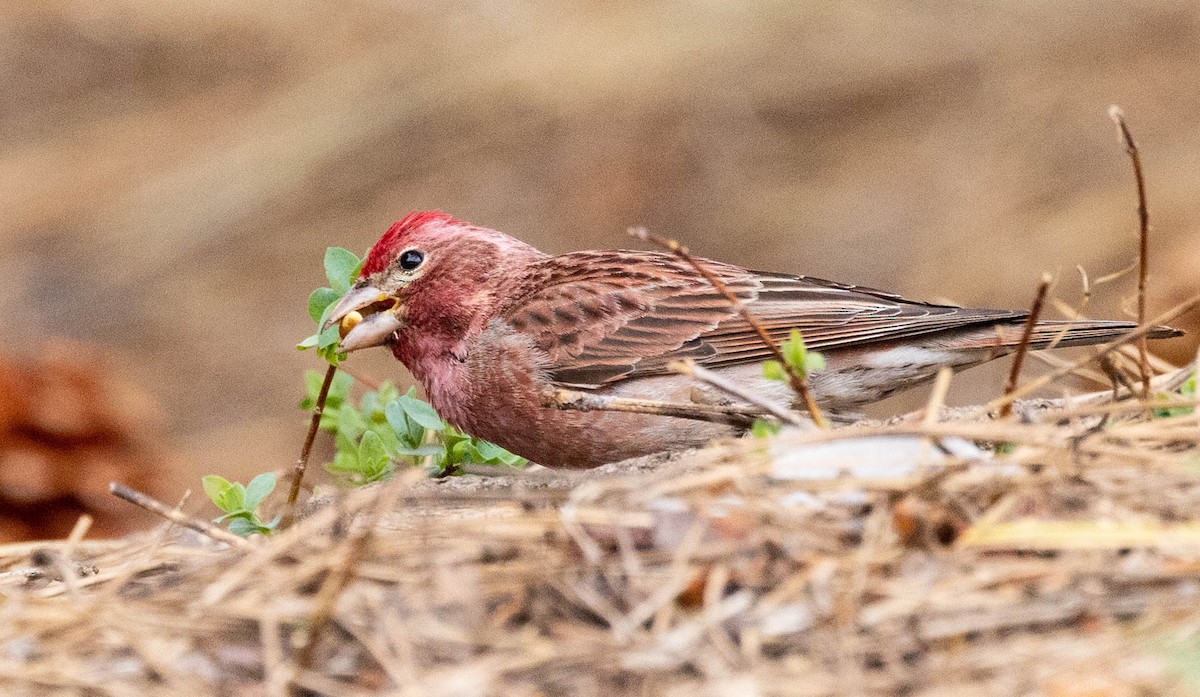 Cassin's Finch - ML582355951