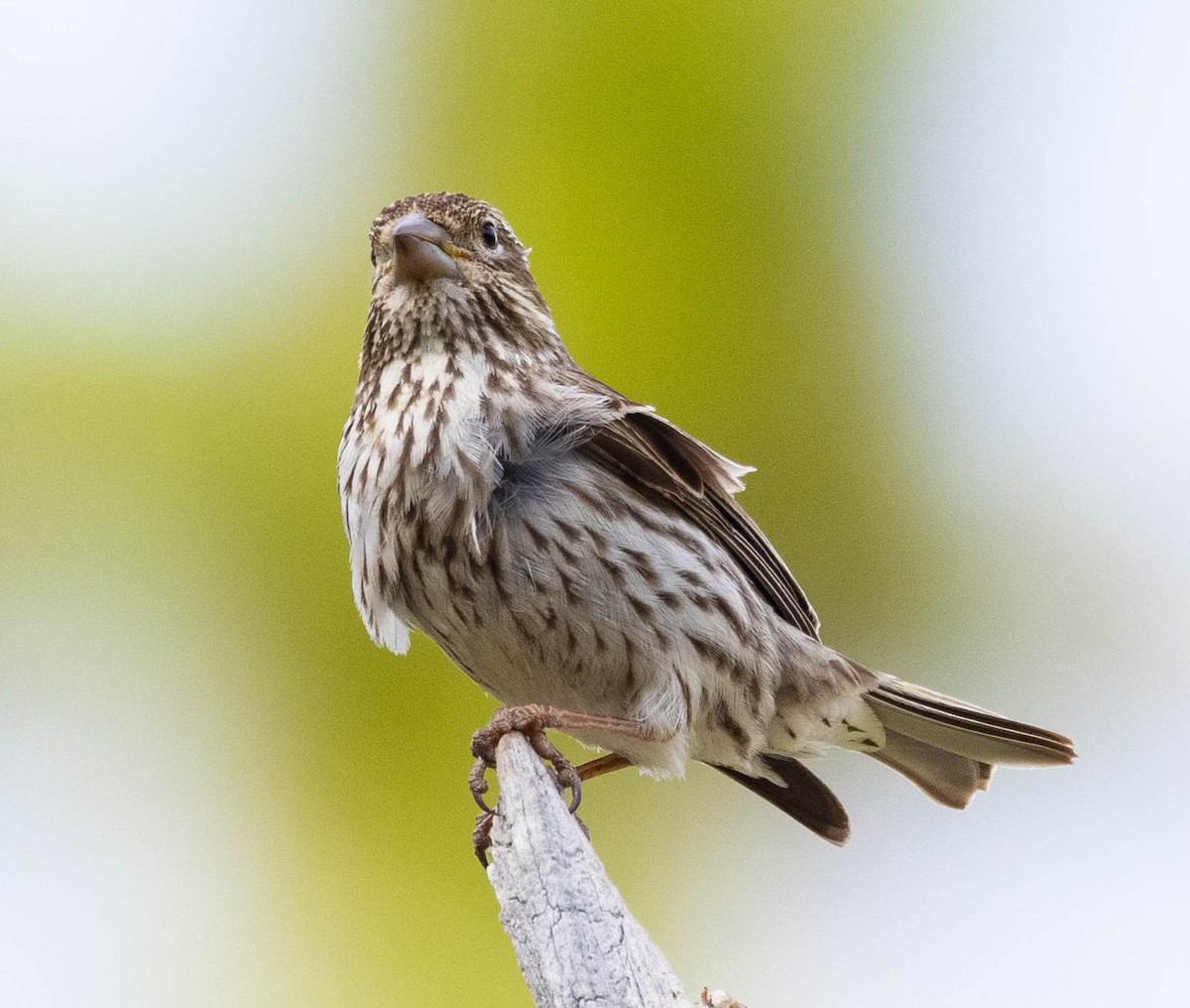 Cassin's Finch - David Barton