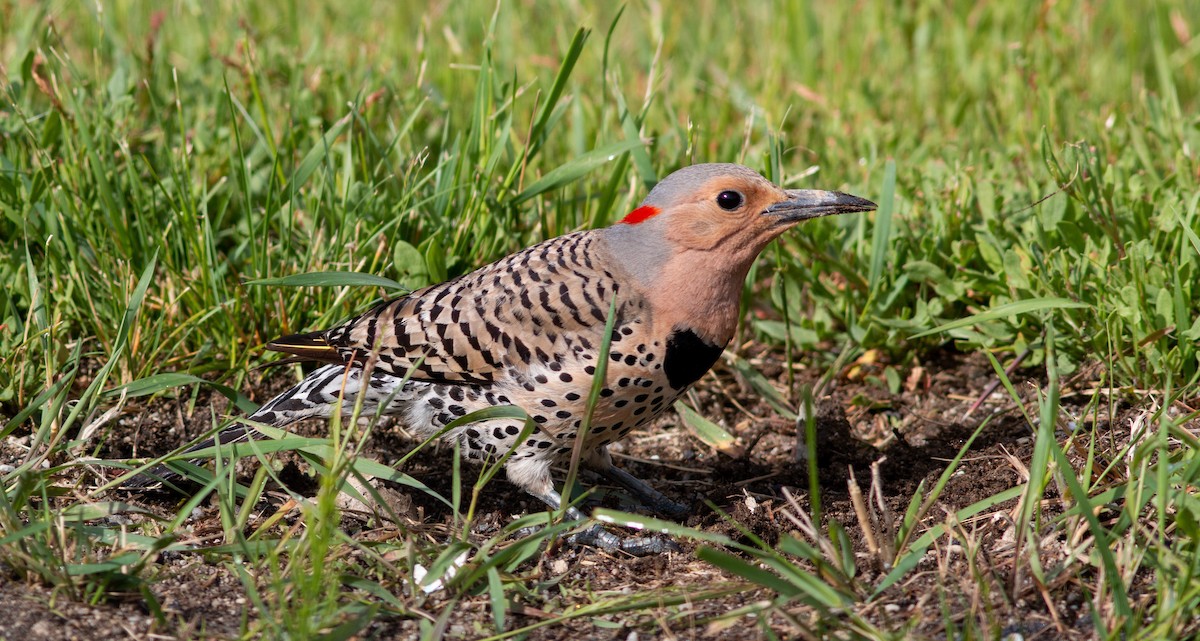 Northern Flicker - ML582356911