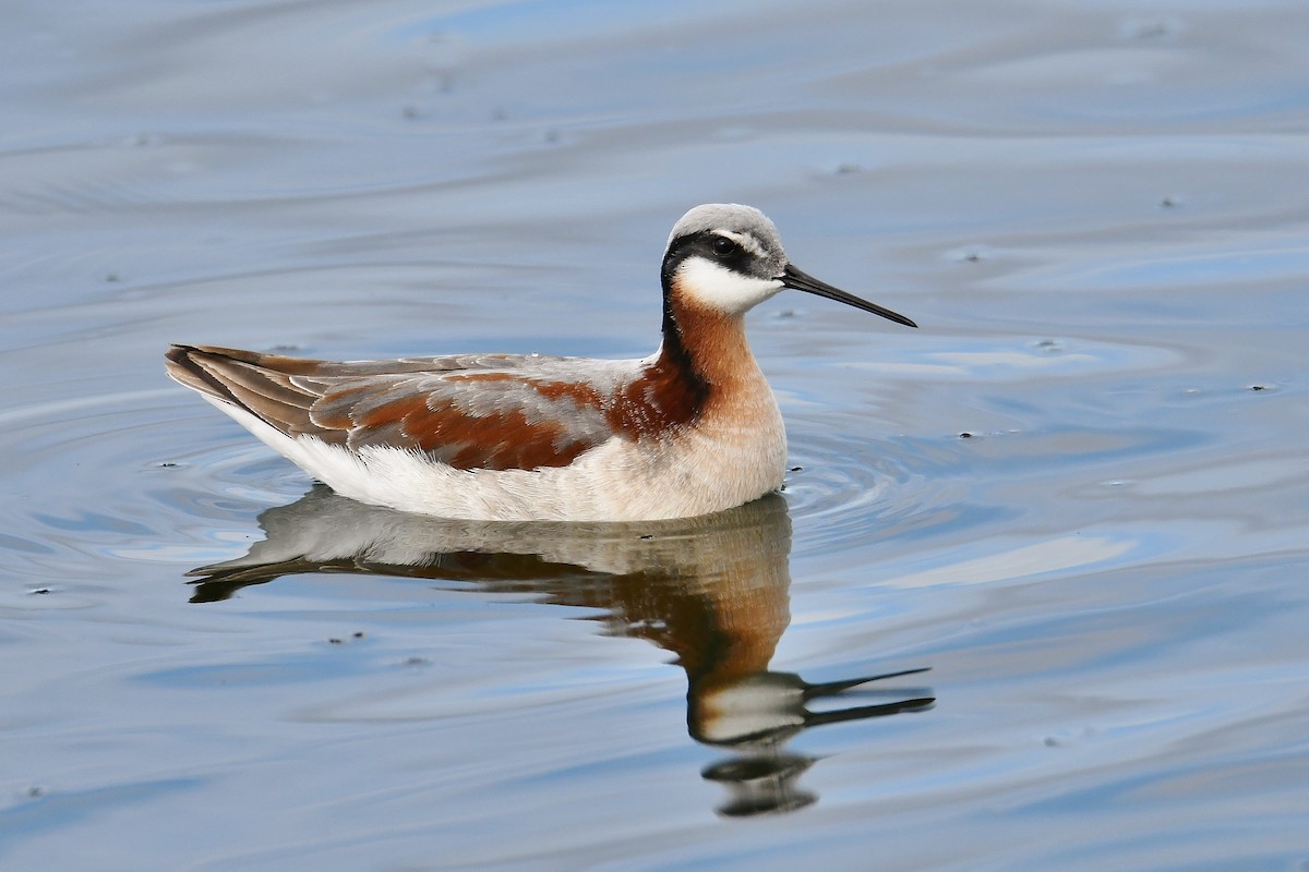 Wilson's Phalarope - André Lanouette