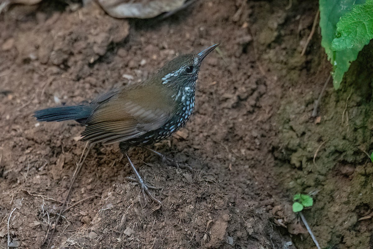 Sharp-tailed Streamcreeper - ML582357481