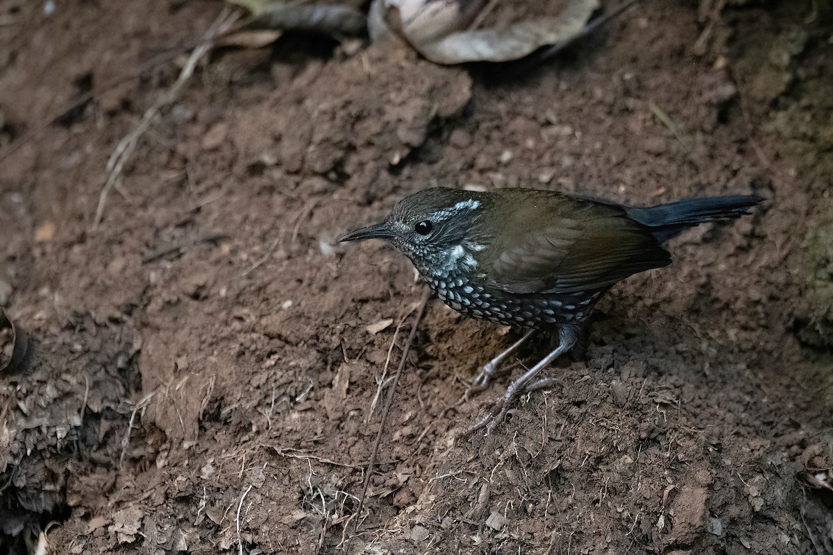 Sharp-tailed Streamcreeper - ML582357501