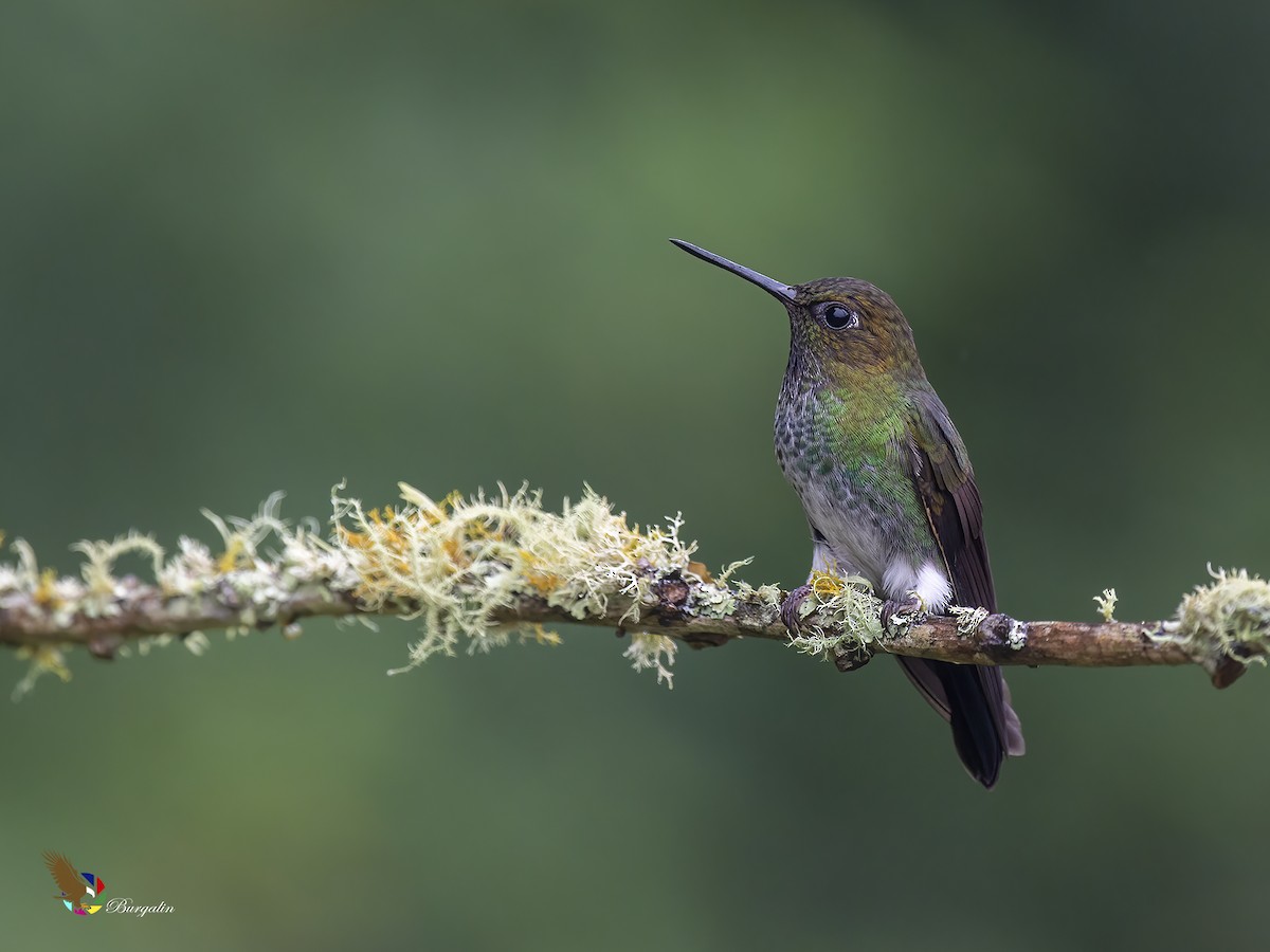 Greenish Puffleg - Fernando Burgalin Sequeria