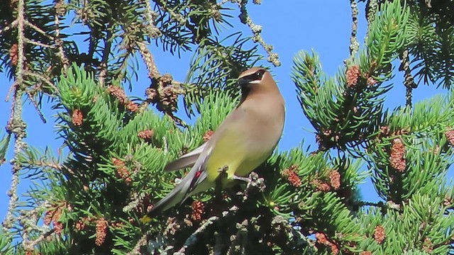 Cedar Waxwing - ML582360951