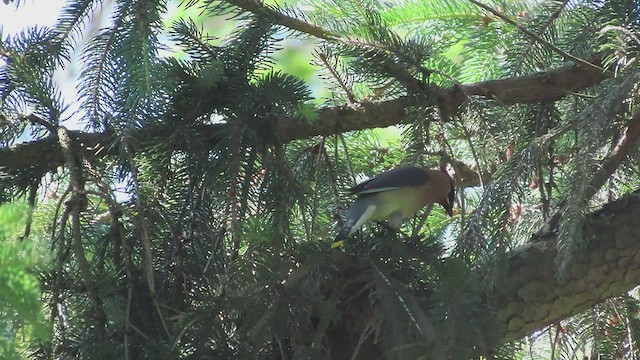 Cedar Waxwing - ML582361061