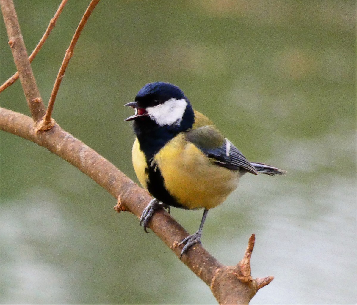 Great Tit - ML582362361