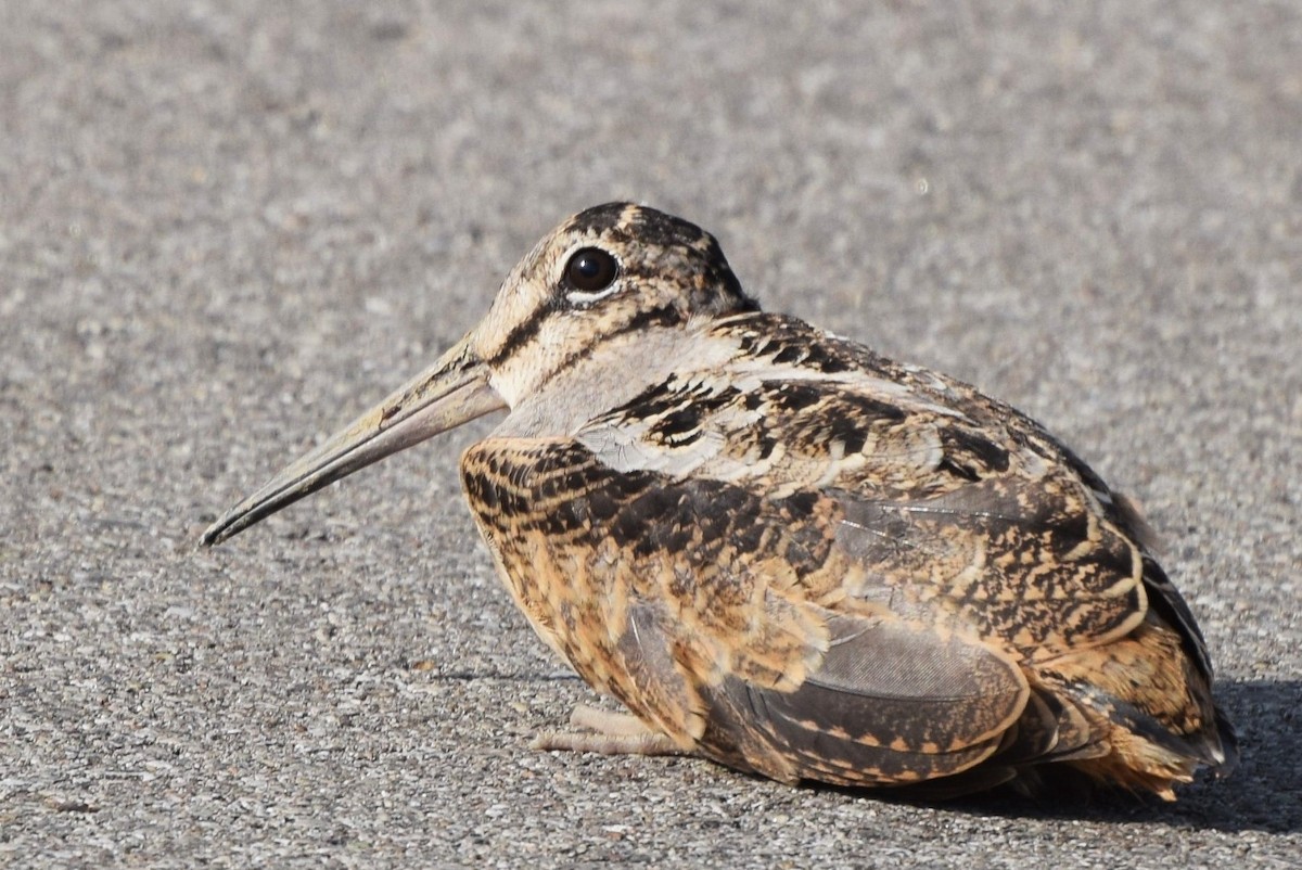 American Woodcock - ML58236271