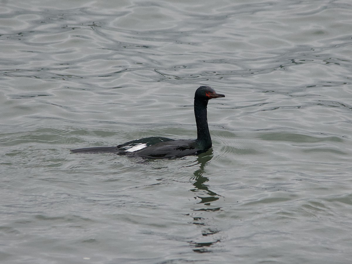 Pelagic Cormorant - ML582362841