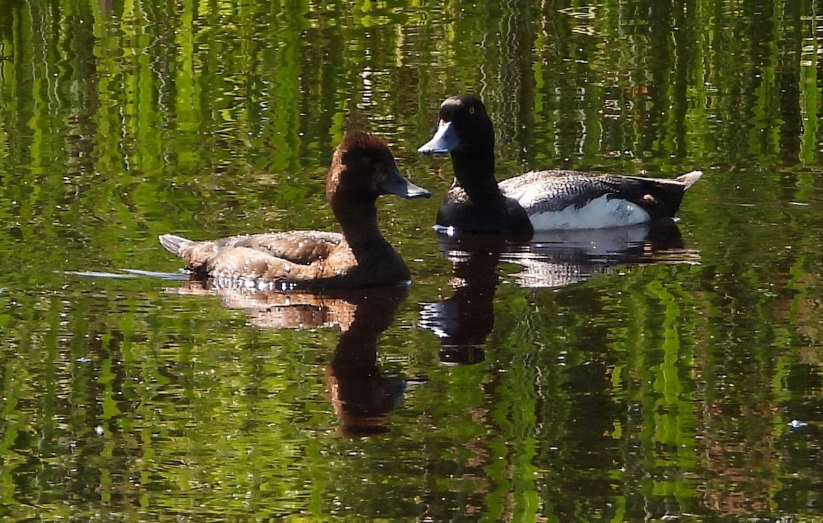 Lesser Scaup - ML582363031