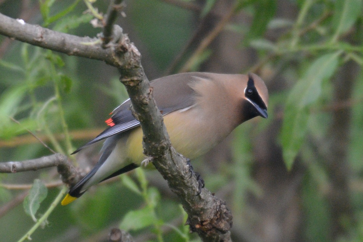 Cedar Waxwing - Jack Pannell