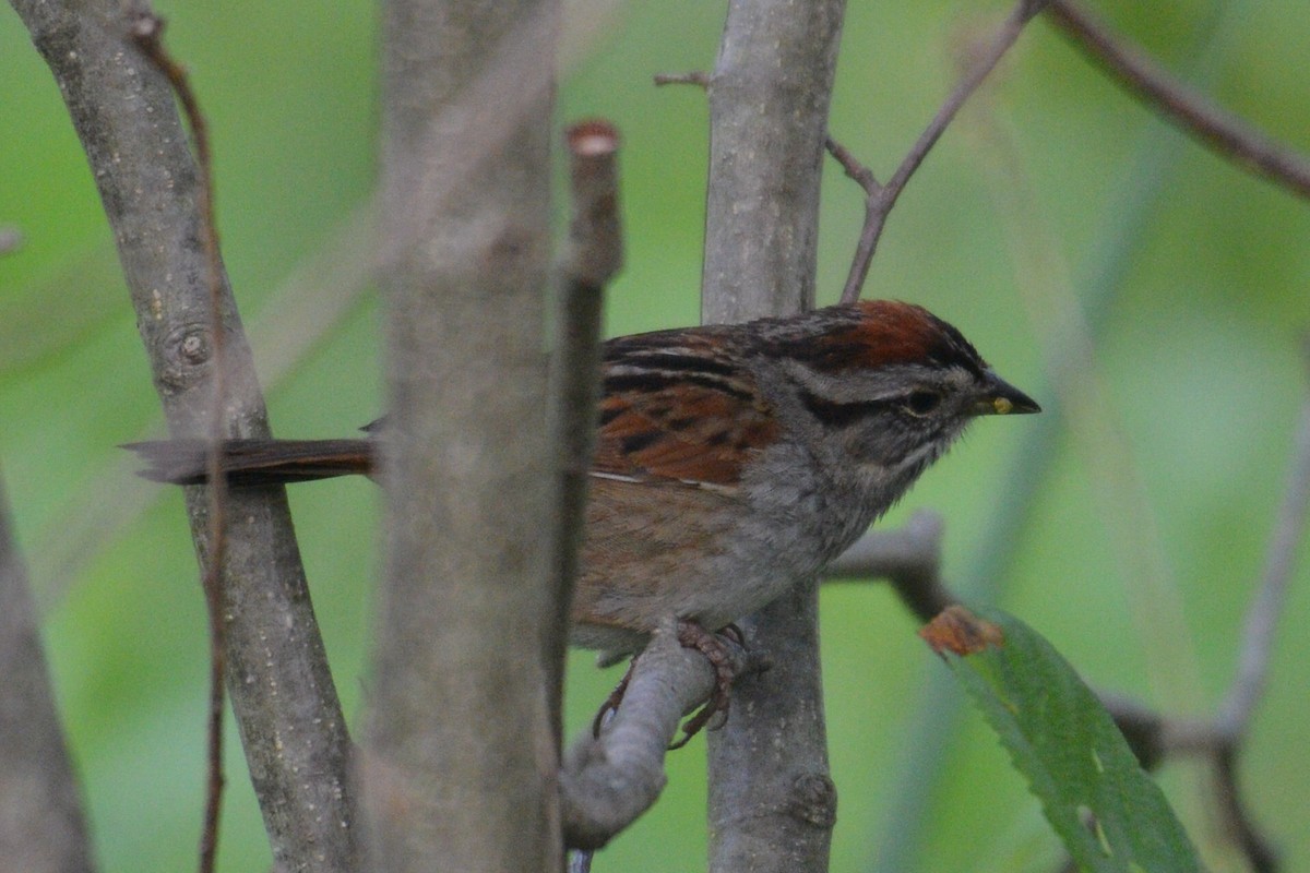 Swamp Sparrow - ML582364461