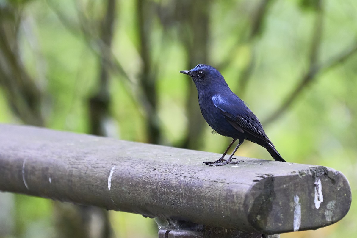 White-tailed Robin - ML582364471