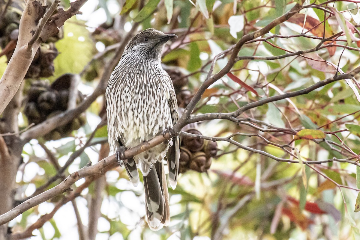 Little Wattlebird - ML582364831