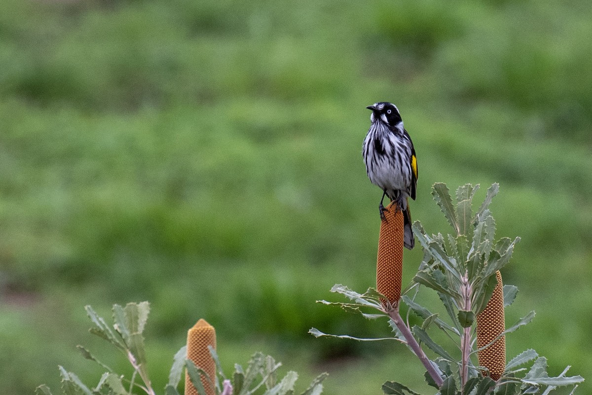 New Holland Honeyeater - ML582364861