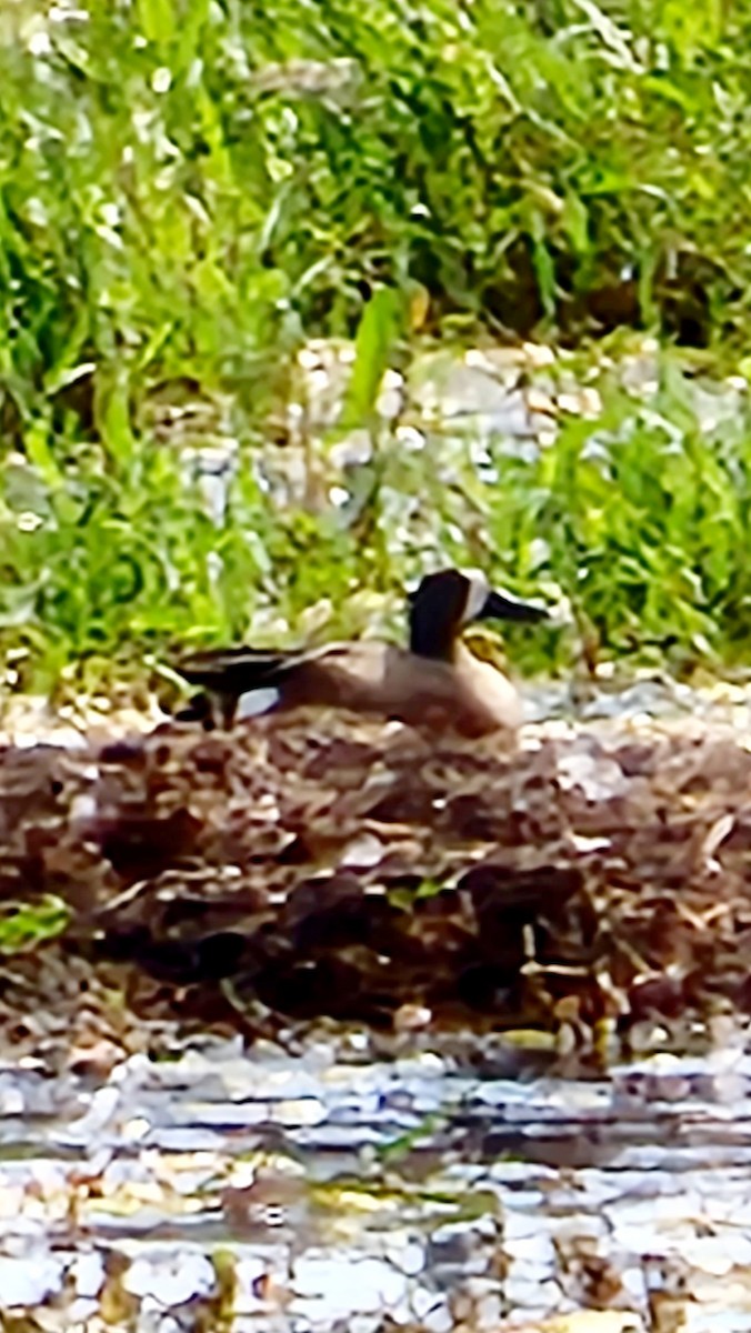 Blue-winged Teal - ML582364871