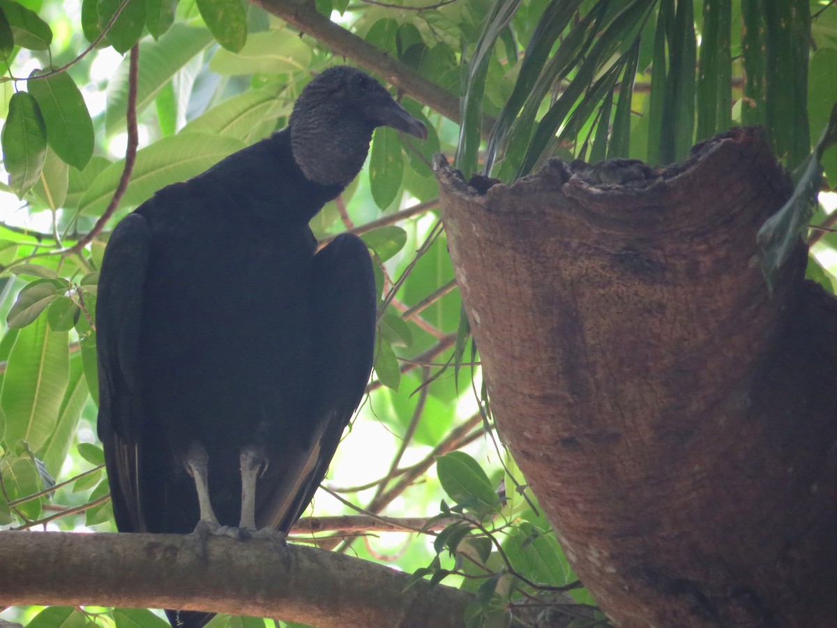 Black Vulture - Anderson León Natera