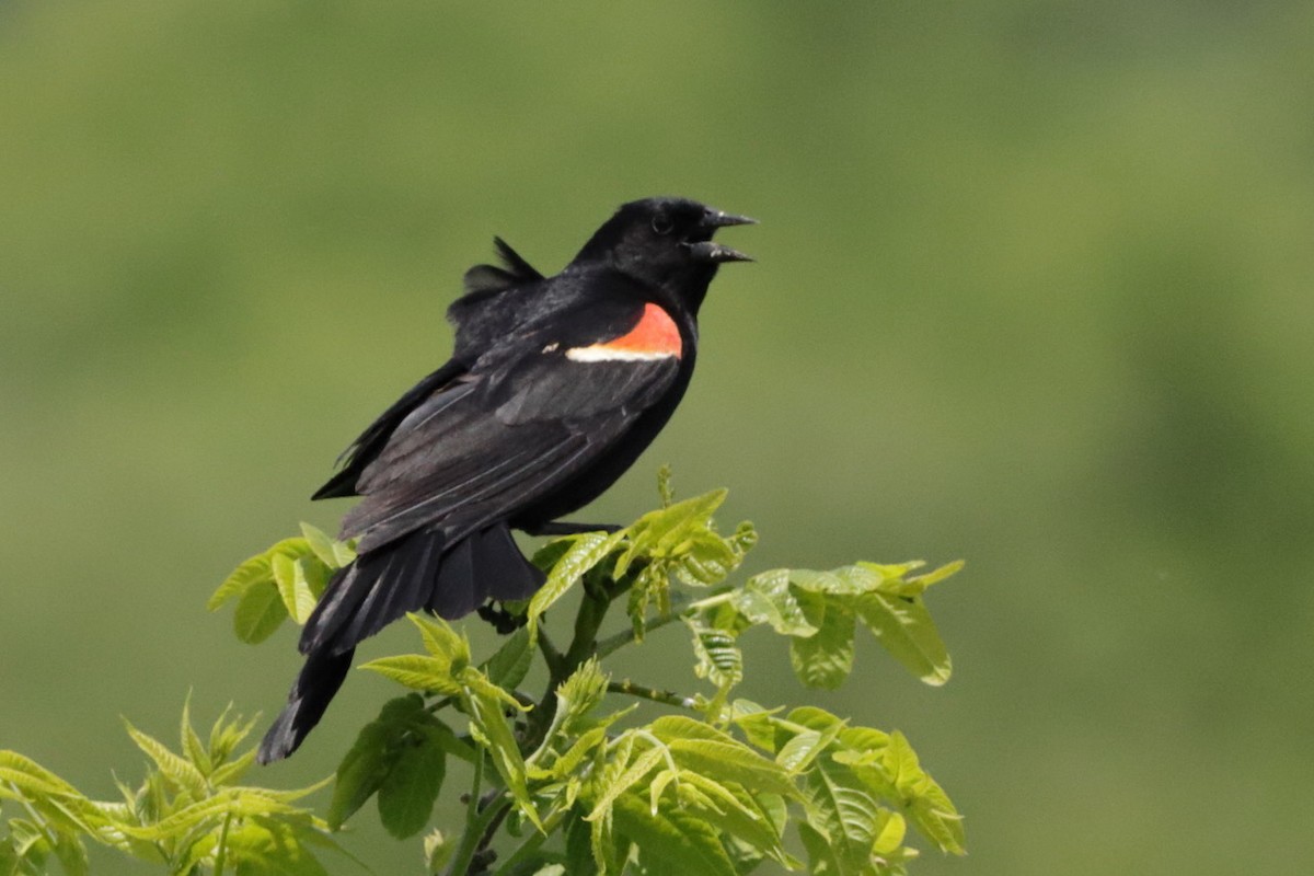Red-winged Blackbird - Steve McNamara