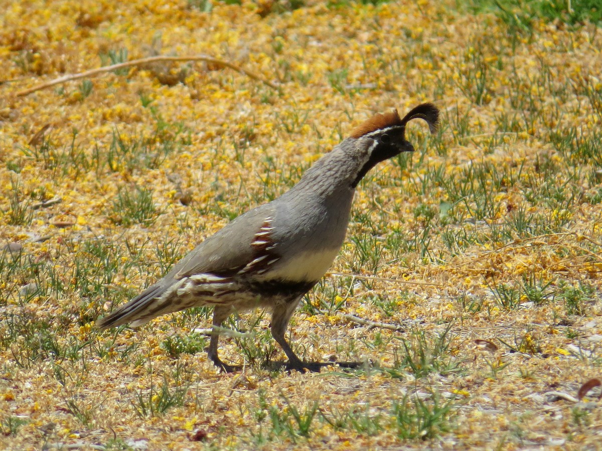 Gambel's Quail - ML582366191