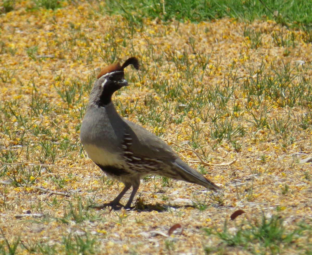 Gambel's Quail - ML582366201