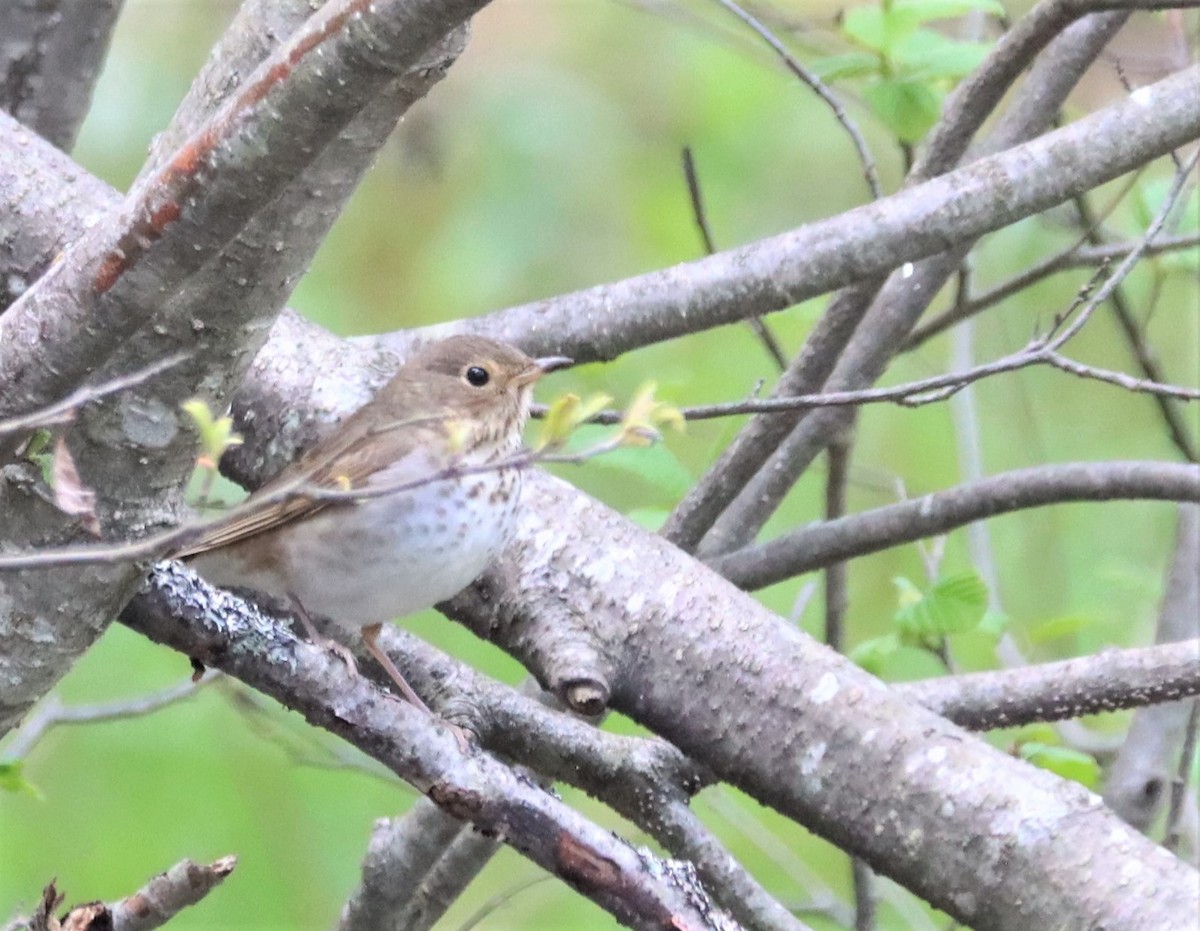 Swainson's Thrush - ML582366641