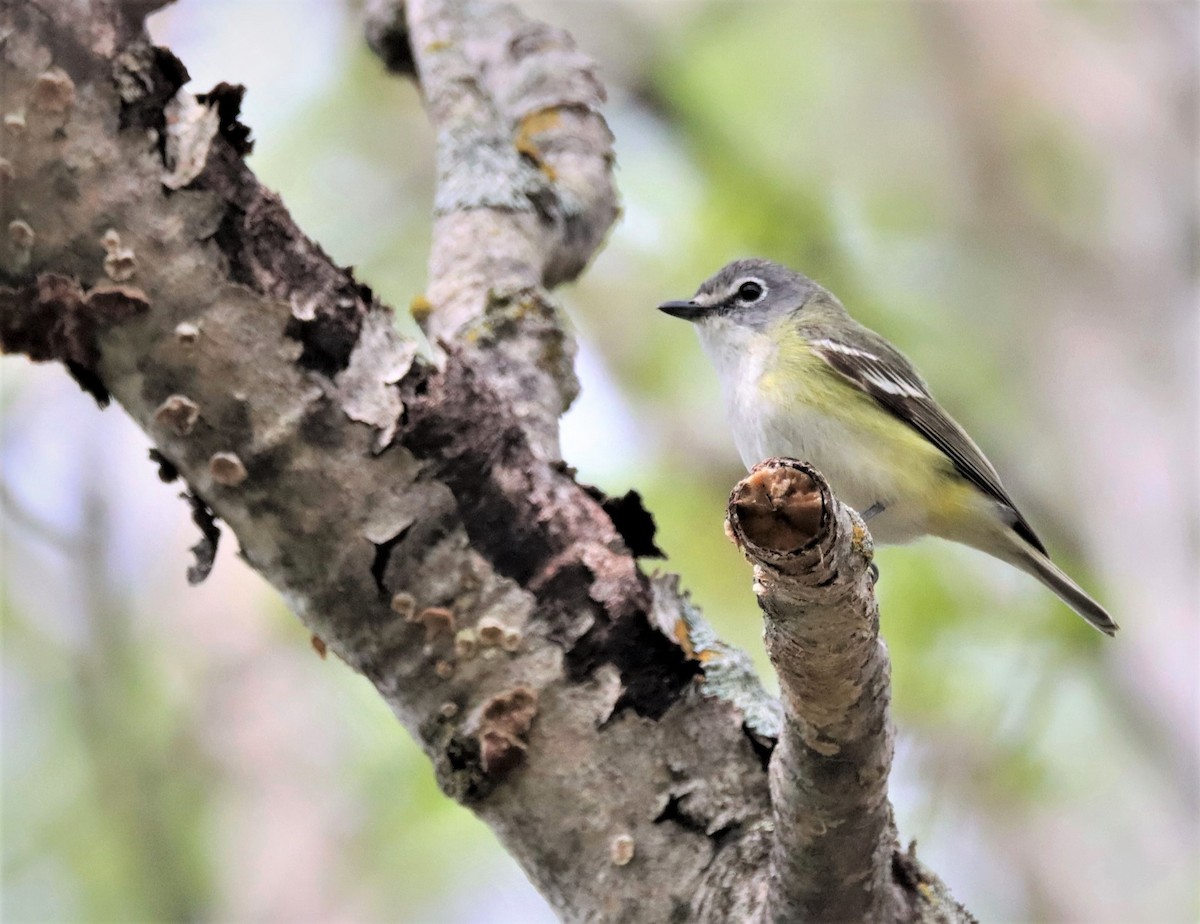 Blue-headed Vireo - ML582366761