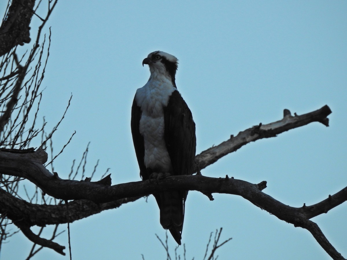 Osprey - ML58236761