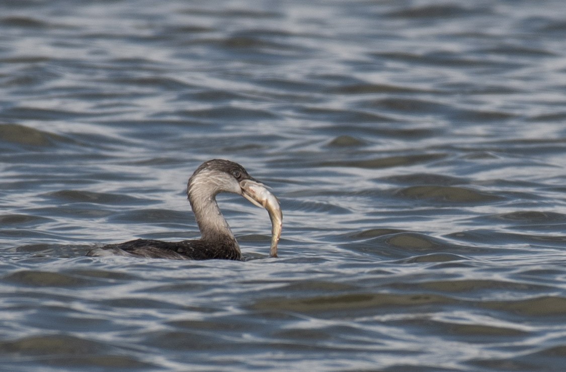 Hoary-headed Grebe - ML582367641