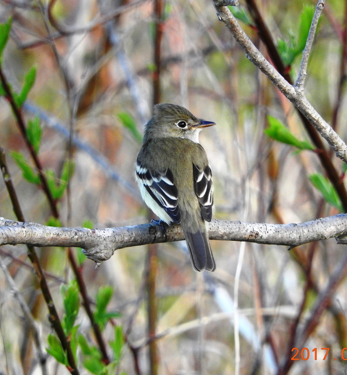 Least Flycatcher - ML58236771