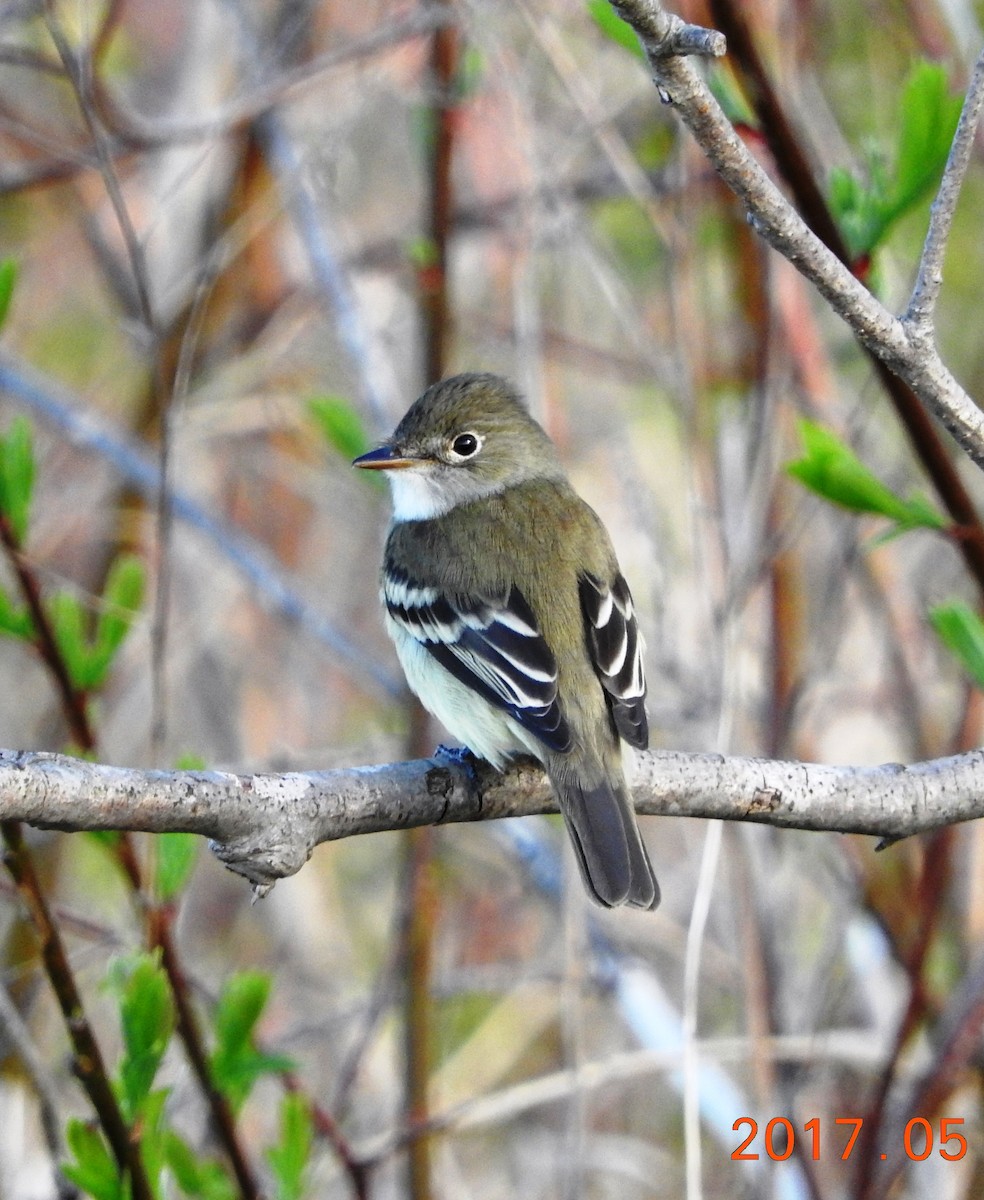 Least Flycatcher - ML58236821