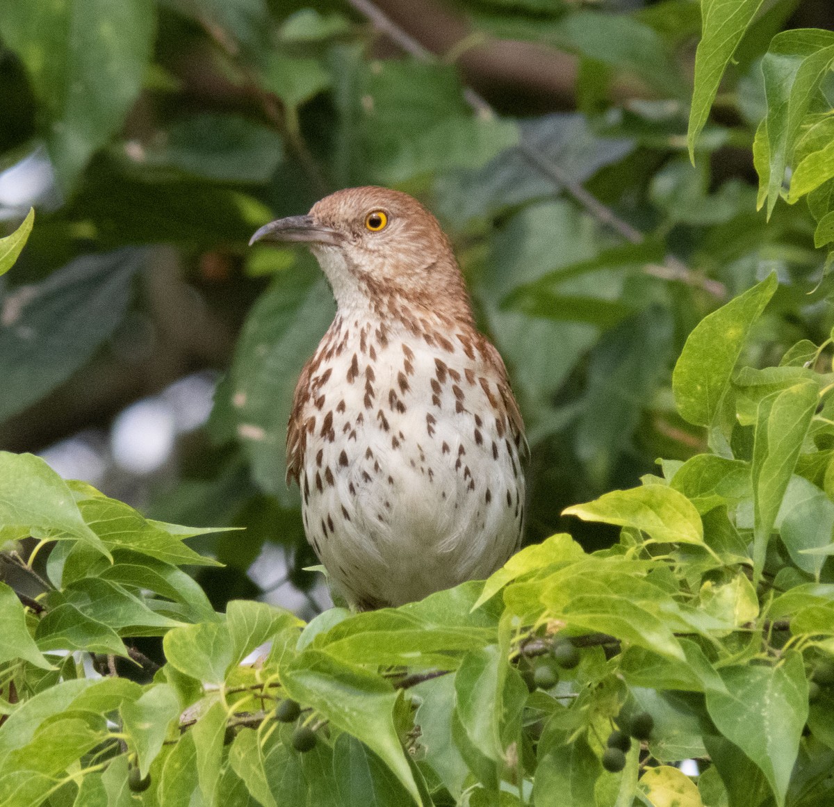 Brown Thrasher - ML582368261