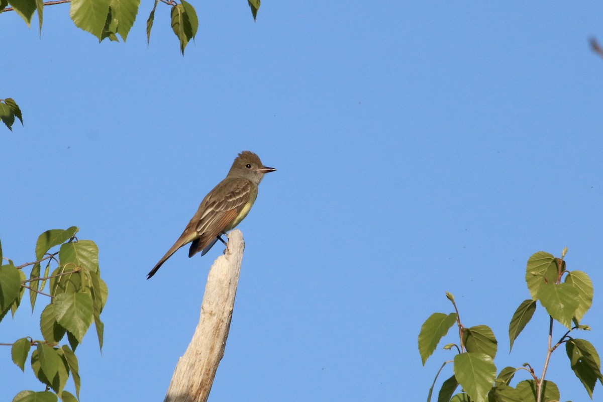 Great Crested Flycatcher - Oliver Kew