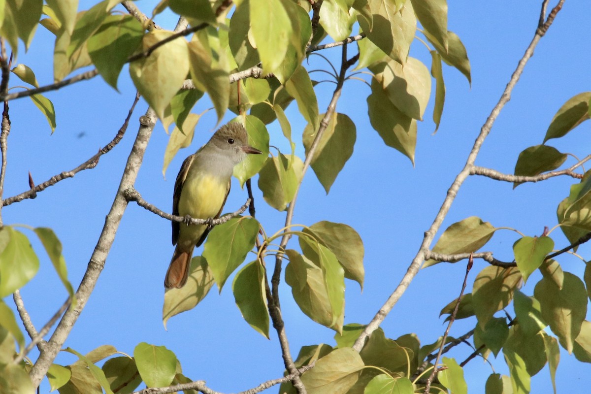 Great Crested Flycatcher - Oliver Kew