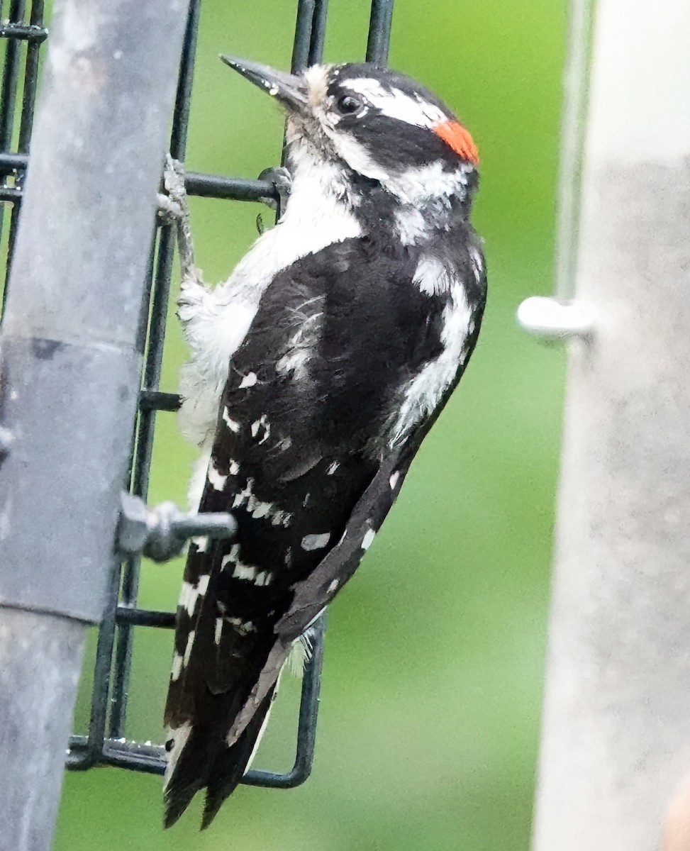 Downy Woodpecker - ML582369191