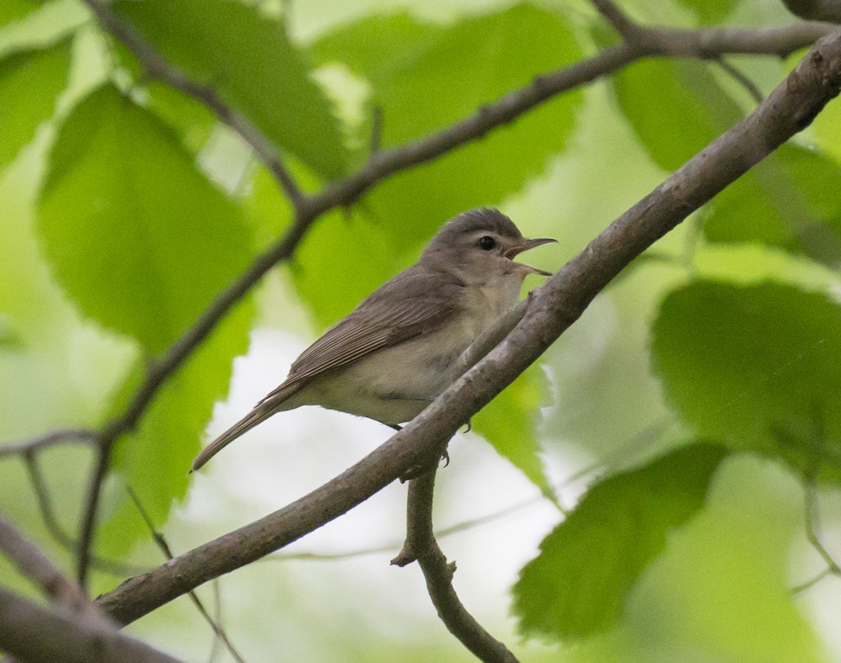 Warbling Vireo - ML582370831