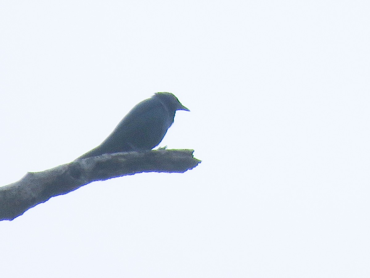 Asian Glossy Starling - ML582371061