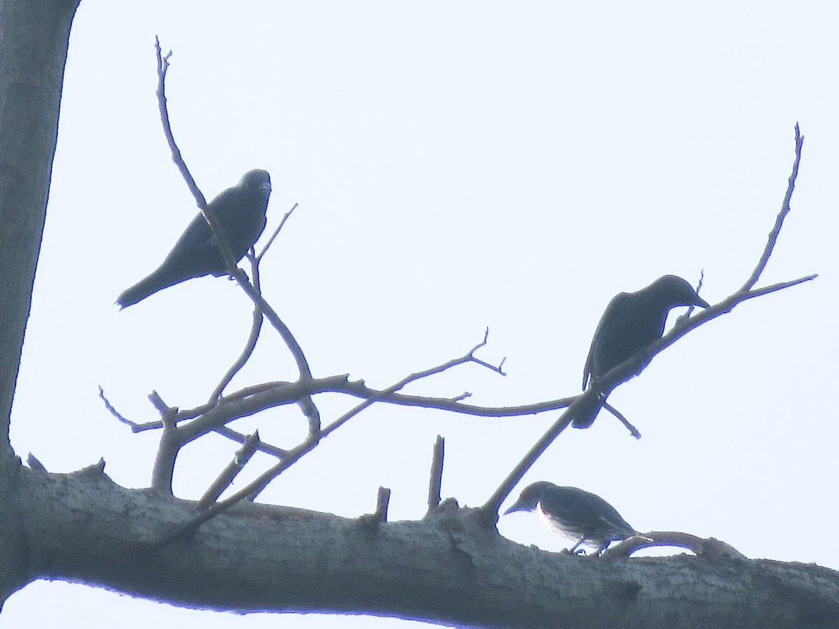 Asian Glossy Starling - ML582371071