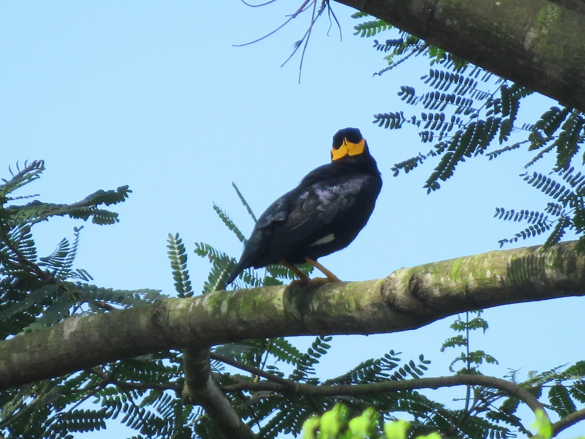 Common Hill Myna - Mitra Daneshvar