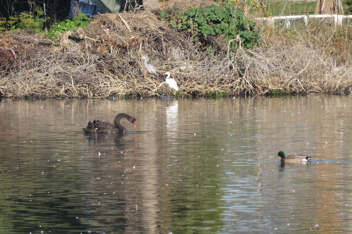 Garzetta - ML582371831