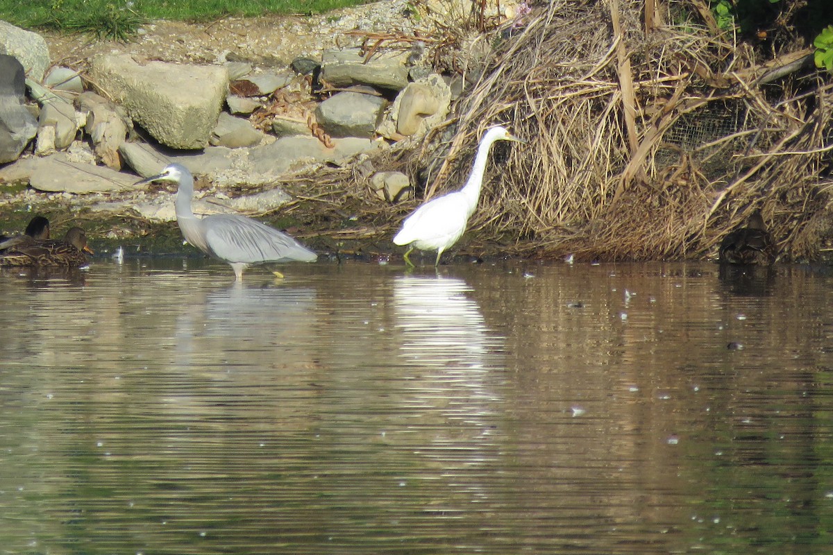 Garzetta - ML582371851