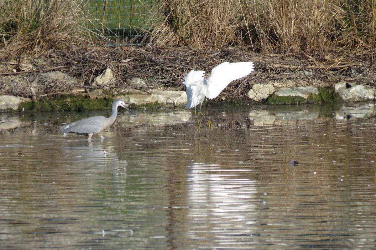 Garzetta - ML582371981