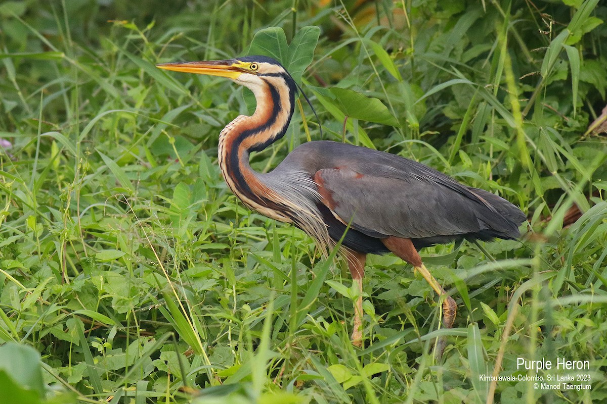 Purple Heron - Manod Taengtum