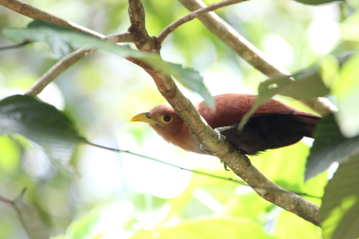 Squirrel Cuckoo - ML58237381