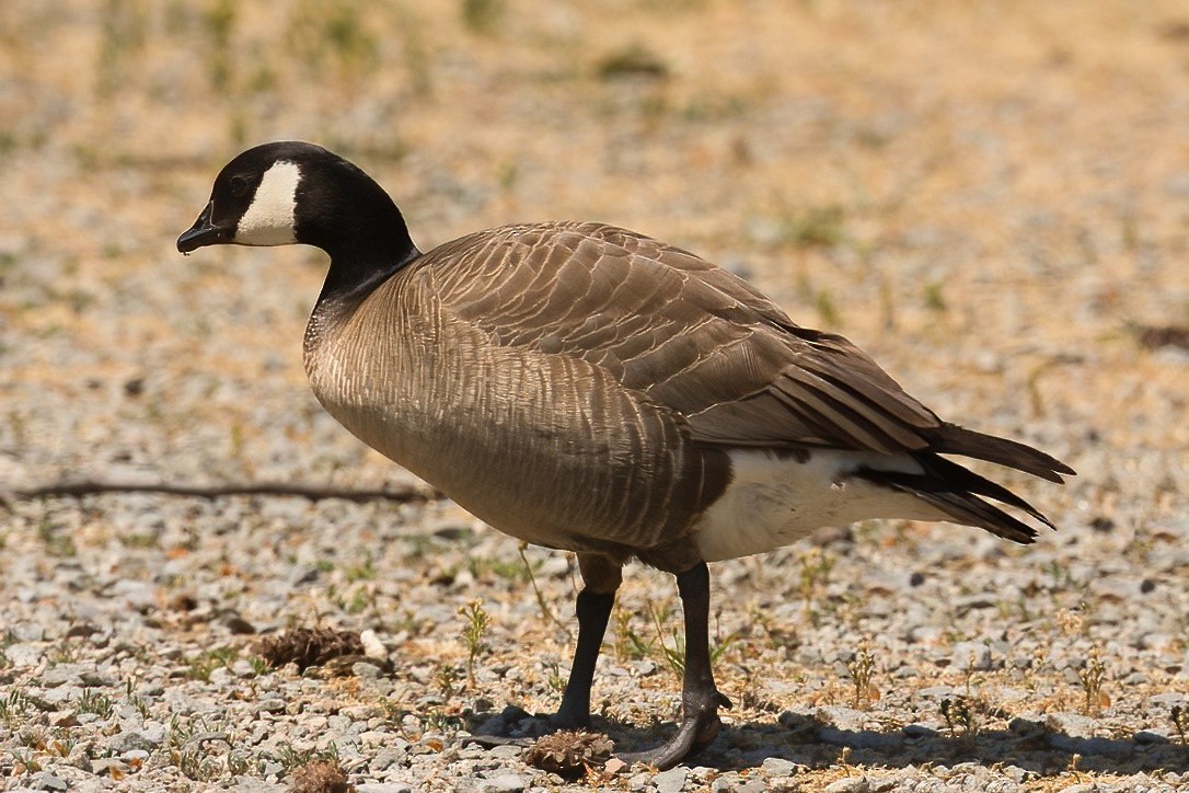 Cackling Goose - ML582374121