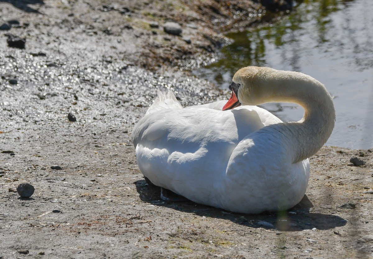 Хуруут хун - ML582374491