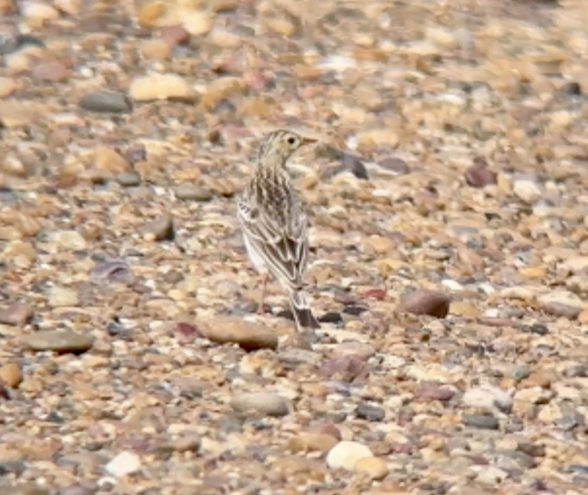 Sprague's Pipit - Jeff Kenney