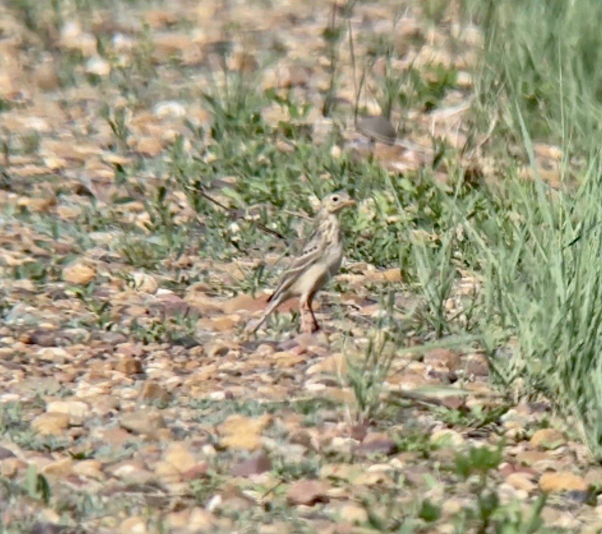 Sprague's Pipit - ML582375151