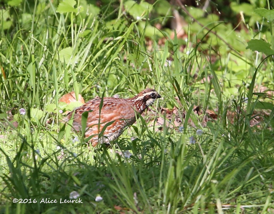 Northern Bobwhite (Eastern) - ML582375901